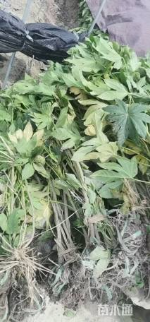 高度50厘米八角金盘小苗