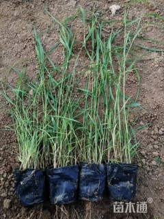 高度65厘米芦苇