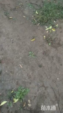 5公分樱花
