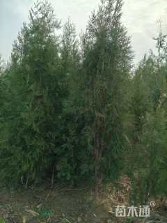 高度150厘米侧柏