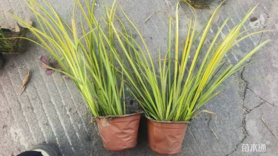 高度28厘米金叶石菖蒲