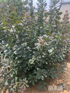 150公分丛生红栌