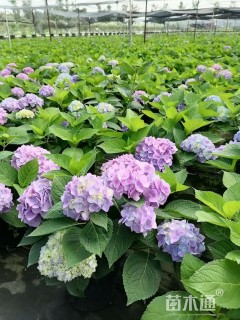 高度50厘米八仙花