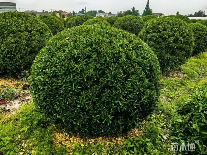高度120厘米万年青