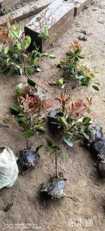 高度60厘米红叶石楠绿篱苗