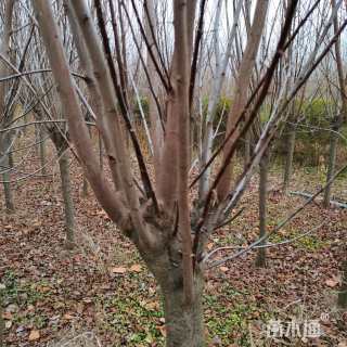 10公分紫叶李