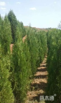 高度80厘米侧柏