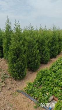 高度200厘米蜀桧