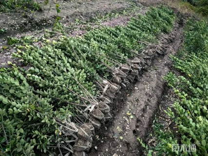 高度100厘米北海道黄杨