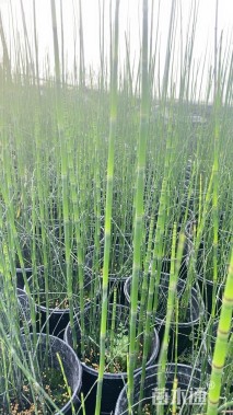 高度70厘米木贼