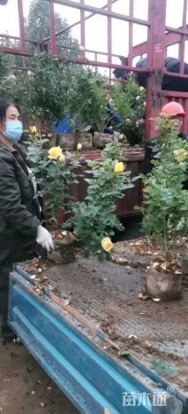 高度70厘米大花月季