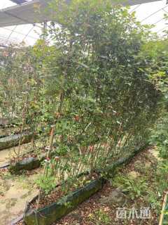 100厘米藤本欧月