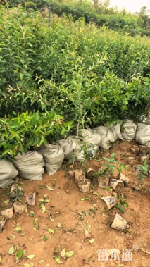 高度60厘米大叶女贞小苗