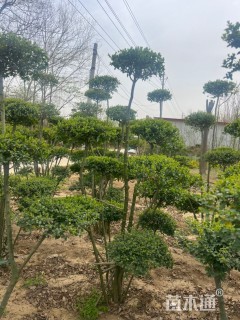 5.5公分造型小叶女贞