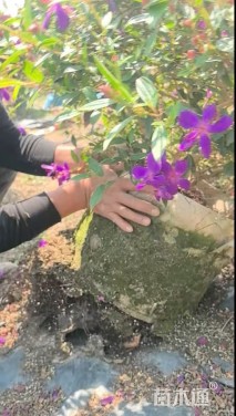 高度60厘米野牡丹球