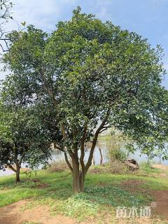 30公分丛生香泡