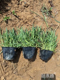 高度10厘米常夏石竹