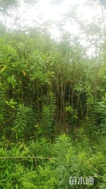 高度400厘米菱角