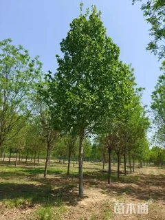 18公分法桐