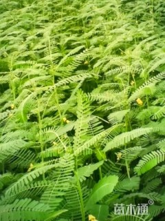 高度45厘米田菁