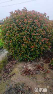 冠幅150厘米红叶石楠球