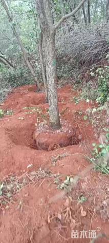 14公分云南樱花