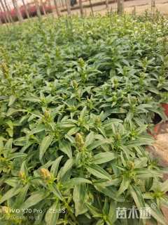 高度30厘米金鱼草