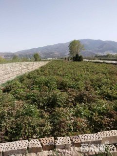 高度150厘米紫斑牡丹