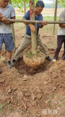 高度200厘米银杏小苗