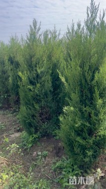 高度180厘米蜀桧