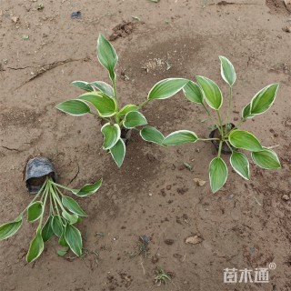 高度15厘米金边玉簪