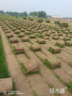 草卷状四季青草坪