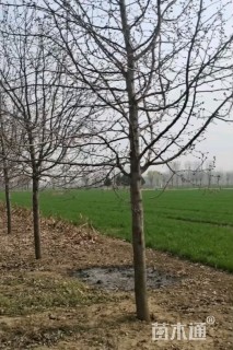 15公分彩叶豆梨