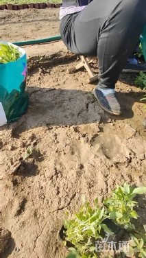 高度10厘米婆婆纳