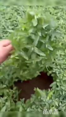 高度20厘米千屈菜