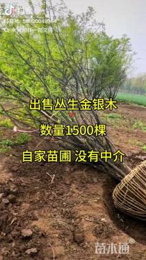 高度120厘米丛生金银木
