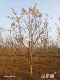 高度250厘米石榴