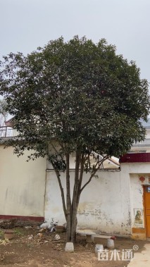 高度1000厘米丛生桂花