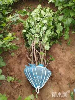 高度150厘米丛生紫丁香