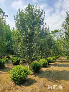 14公分西府海棠