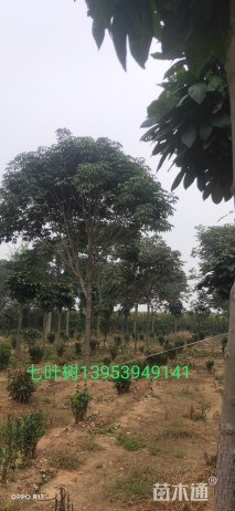 15公分美国红枫