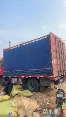 高度40厘米花叶芦竹