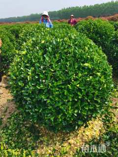 冠幅200厘米大叶黄杨球