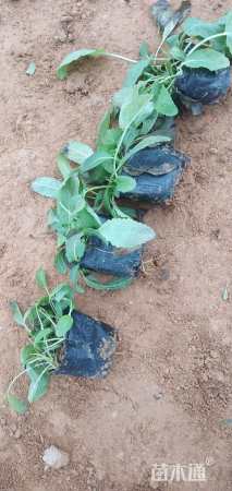 高度20厘米地被菊