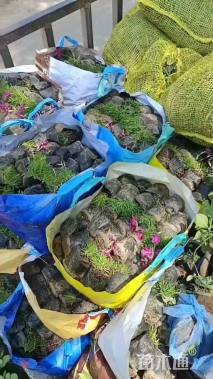 高度15厘米欧石竹