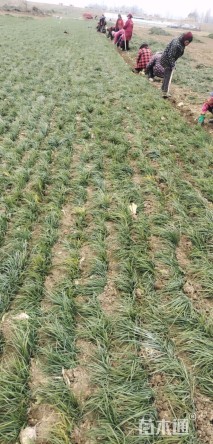 高度25厘米细叶麦冬草