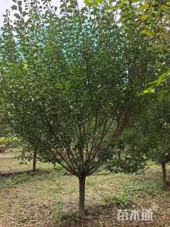 12公分骨里红梅