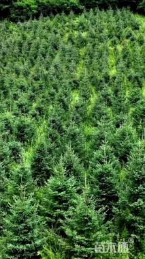 高度300厘米云杉