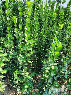 高度150厘米北海道黄杨