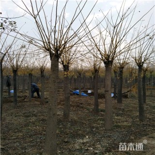 8公分金枝槐